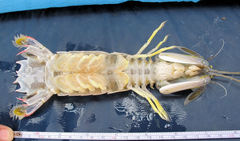 Squilla mantoidea