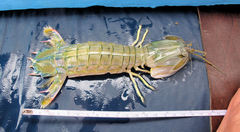 Squilla mantoidea