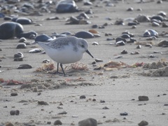 Calidris alba
