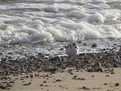 Calidris alba