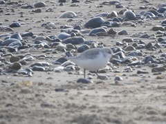 Calidris alba