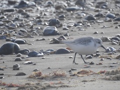 Calidris alba