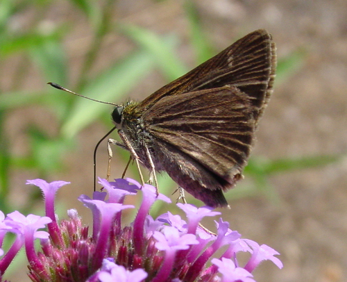 Little Glassywing
