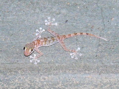 Ptyodactylus hasselquistii