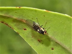 Liriomyza flavocentralis