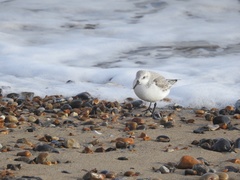 Calidris alba