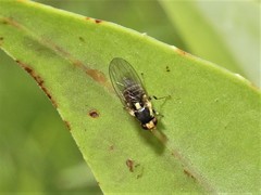 Liriomyza flavocentralis