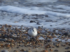 Calidris alba