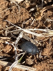 Eusattus reticulatus