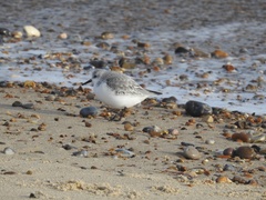 Calidris alba