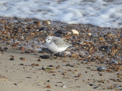 Calidris alba
