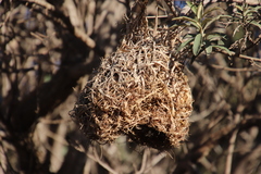 Ploceus capensis