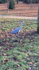 Ardea cinerea