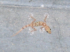 Ptyodactylus hasselquistii