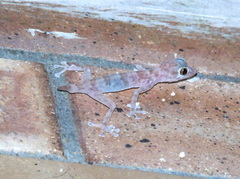 Ptyodactylus hasselquistii