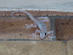 Ptyodactylus hasselquistii