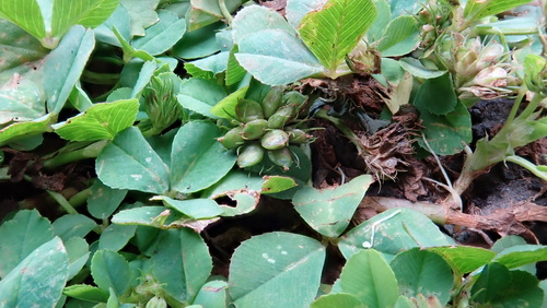 Trifolium baccarinii