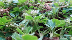 Trifolium baccarinii