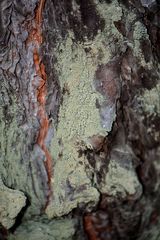 Hypocenomyce scalaris