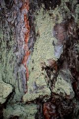 Hypocenomyce scalaris