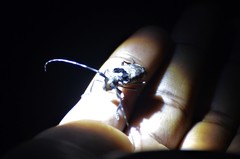 Monochamus adamitus