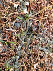 Leptinella maniototo