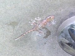 Ptyodactylus hasselquistii