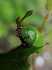 Brachysternus prasinus