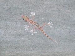 Ptyodactylus hasselquistii