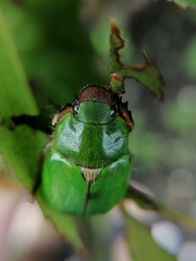 Brachysternus prasinus