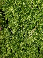 Plagiothecium laetum