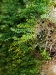 Plagiothecium laetum