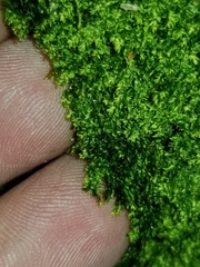 Plagiothecium laetum