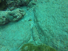 Stegastes flavilatus