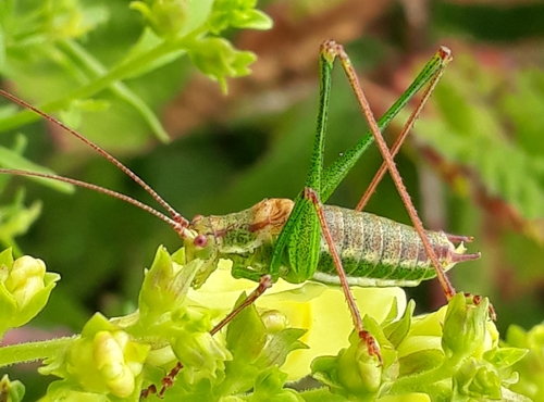 Striped Bush-cricket