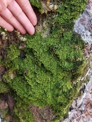 Plagiothecium laetum