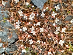 Crassula sinclairii