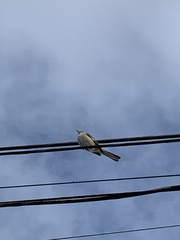 Mimus polyglottos