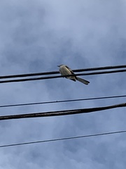 Mimus polyglottos
