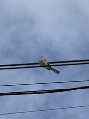 Mimus polyglottos