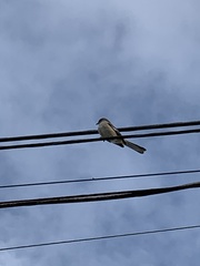 Mimus polyglottos