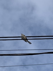 Mimus polyglottos