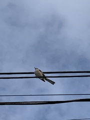 Mimus polyglottos