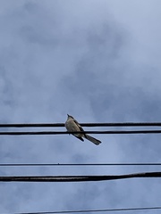Mimus polyglottos