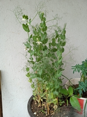 Pisum sativum sativum