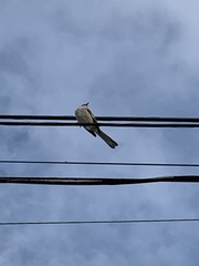Mimus polyglottos
