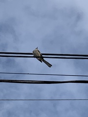 Mimus polyglottos