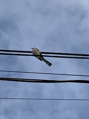 Mimus polyglottos
