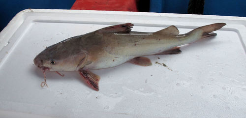 Blue sea catfish (Ariopsis guatemalensis) — Ariidae — 3