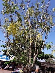 Cassia fistula